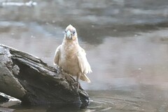 Cacatua sanguinea gymnopis