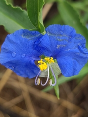 Commelina erecta