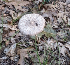 Macrolepiota procera