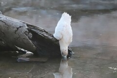 Cacatua sanguinea gymnopis