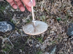 Macrolepiota procera