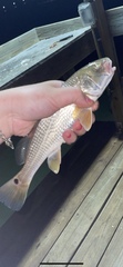 Sciaenops ocellatus