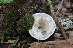 Hydnellum caeruleum