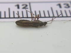 Paromius longulus