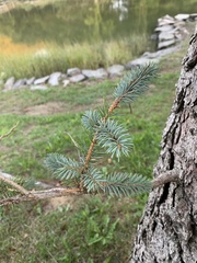 Picea