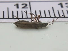 Paromius longulus
