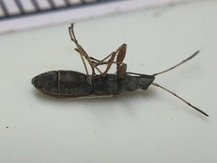 Paromius longulus