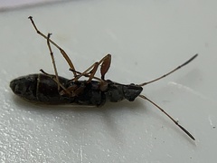 Paromius longulus