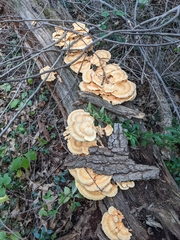 Laetiporus sulphureus