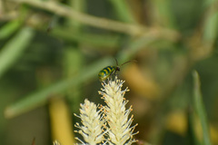 Diabrotica balteata