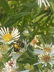 Melissodes druriellus