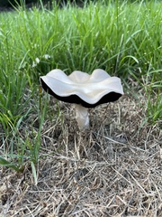 Agaricus bisporus