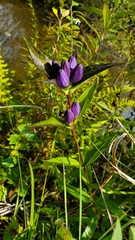 Gentiana clausa