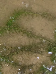 Elodea canadensis