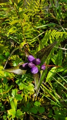 Gentiana clausa