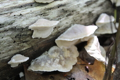 Tyromyces galactinus