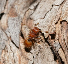 Meranoplus