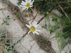 Tripleurospermum maritimum