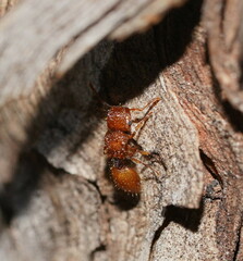 Meranoplus