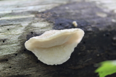 Tyromyces galactinus