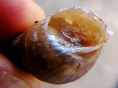Bulimulus