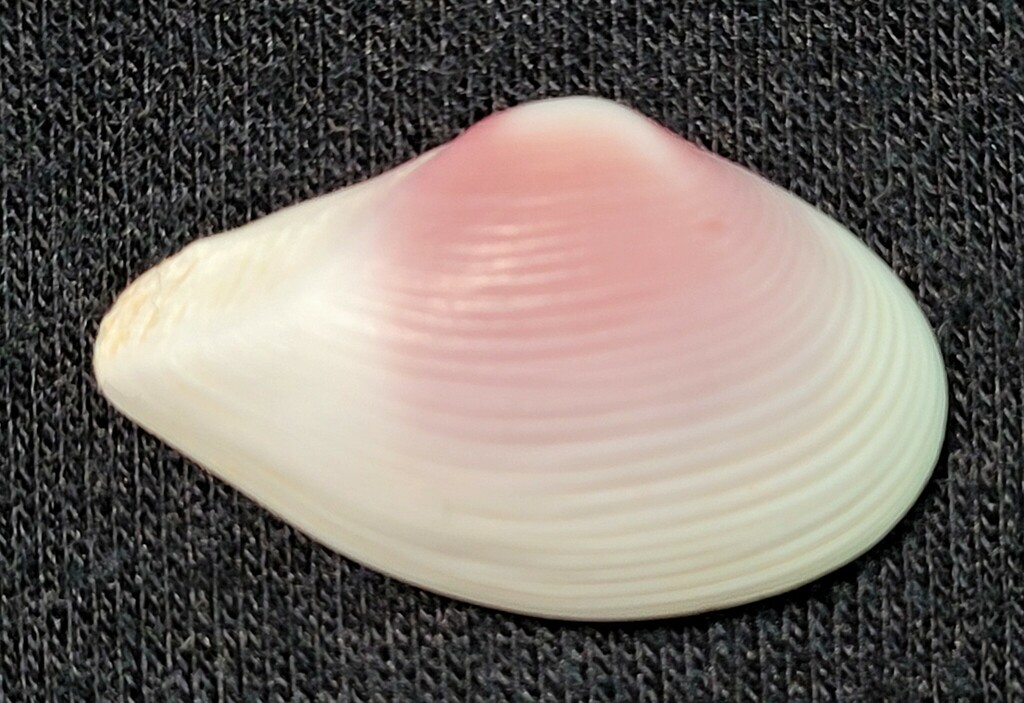 Caryocorbula ovulata