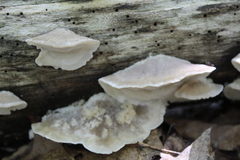 Tyromyces galactinus