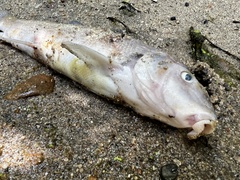 Catostomus occidentalis