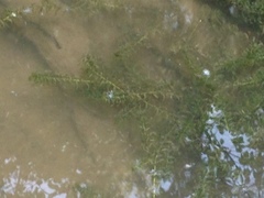 Elodea canadensis