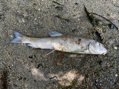 Catostomus occidentalis