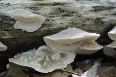 Tyromyces galactinus