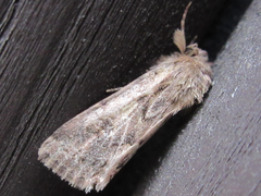 Spodoptera depravata