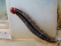 Brassolis sophorae
