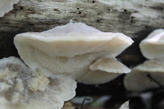 Tyromyces galactinus