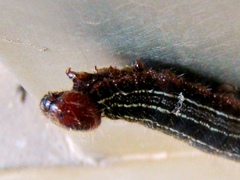 Brassolis sophorae