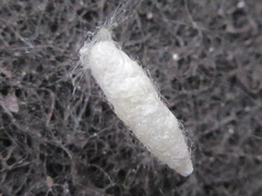 Arthropoda