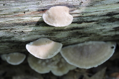 Tyromyces galactinus