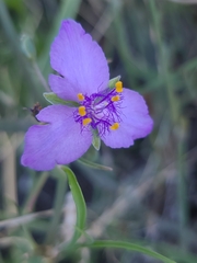 Tradescantia