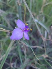 Tradescantia