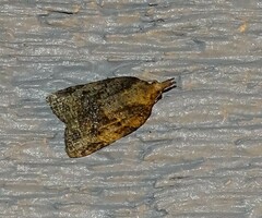 Platynota idaeusalis