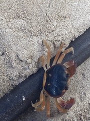 Gecarcinus lateralis