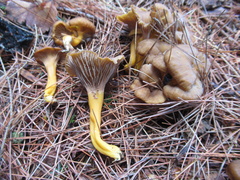 Craterellus tubaeformis