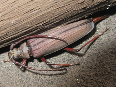 Aegosoma sinicum sinicum