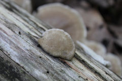 Tyromyces galactinus