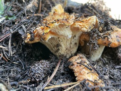 Turbinellus floccosus