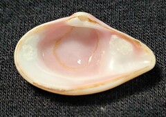 Caryocorbula ovulata