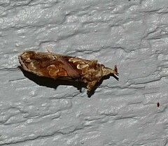 Plusiodonta compressipalpis