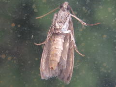 Nyctegretis triangulella