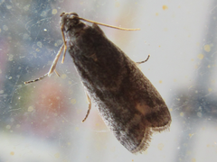 Nyctegretis triangulella