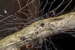 Paramatachia decorata